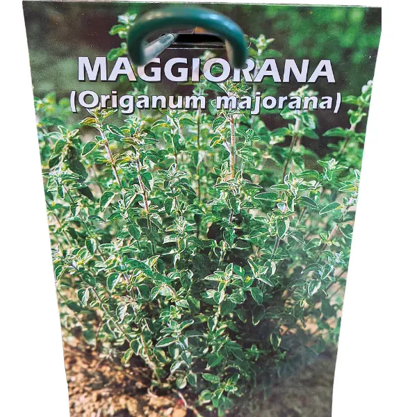 Busta di semi di maggiorana Origanum majorana