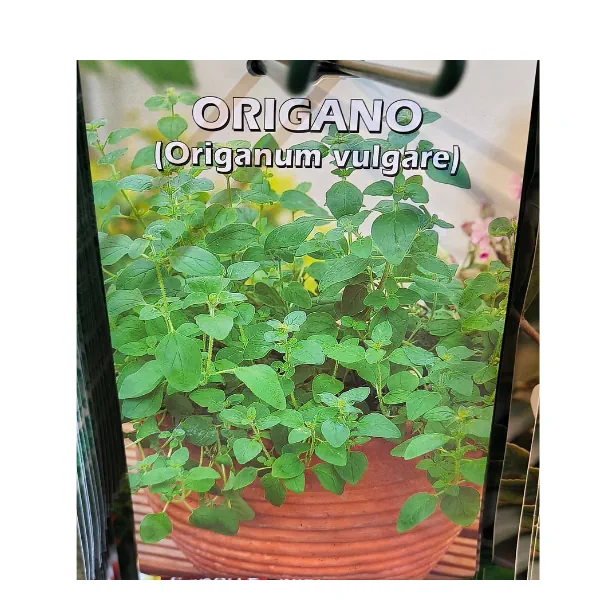 Busta di semi di origano Origanum vulgare
