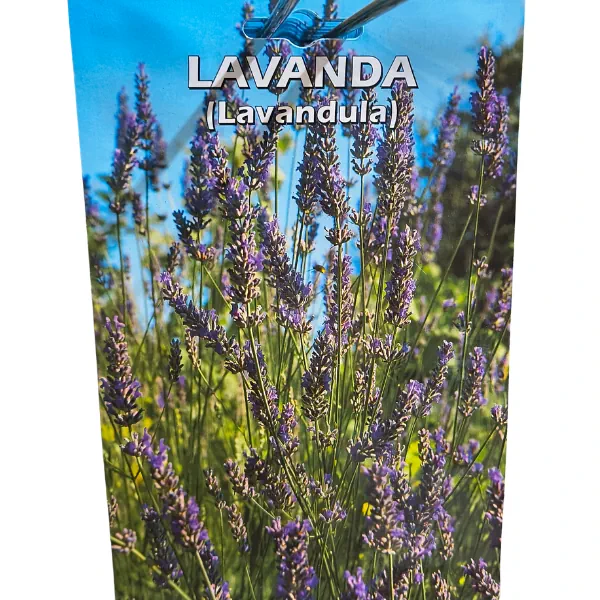 Busta di semi di Lavanda Lavandula