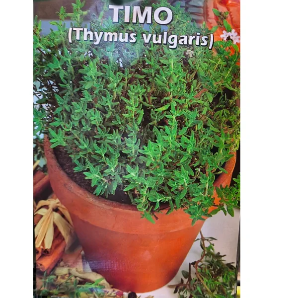 Busta di semi di timo Thymus vulgaris