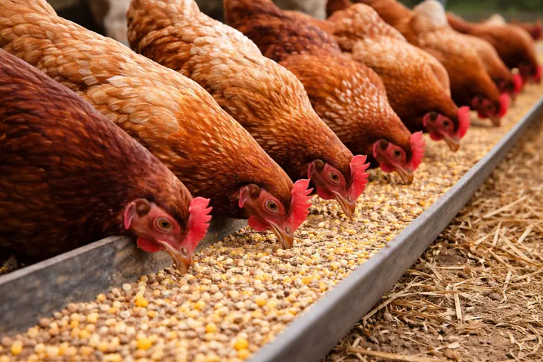 Galline che mangiano mangime per polli e galline a base di misto granaglie in cortile rurale