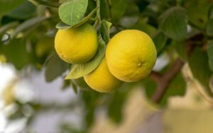 agrumi-limoni
