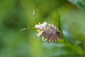 cimice-asiatica-halyomorpha-halys-01