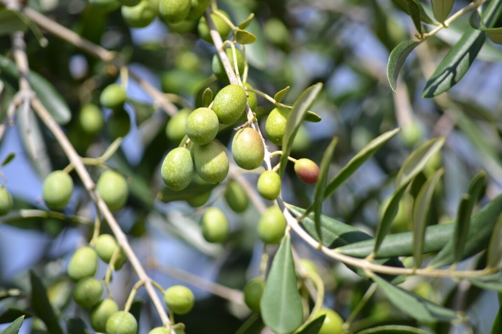 Olive - Pierucci Agricoltura