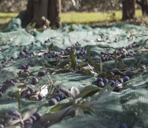 raccolta-olive-telo