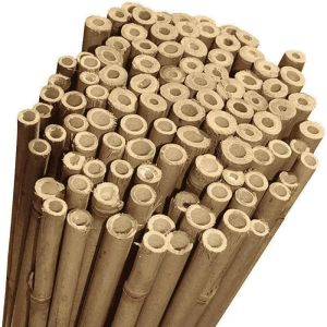 Canne bamboo (bambù) | Pierucci Agricoltura